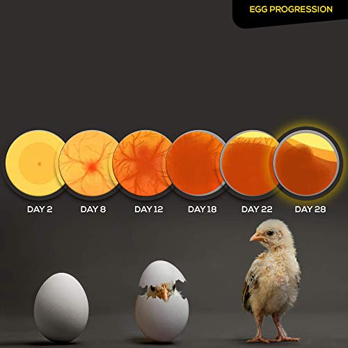 HatchMate™ Egg Incubator with Automatic Egg Turning and Humidity. Small & Portable for Hatching 9-12 Eggs. Hatch Chickens Quail Duck Turkey Parakeet & More