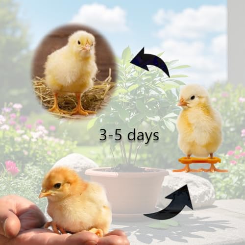 15pcs Baby Chicken Parrot Splay Leg Hobbles,Poultry Leg Bands for Newborn Spraddle Leg of Chick、Quails、Ducks、Bird Parrot of 1 to 3 Days Newly Hatched,3 Sizes
