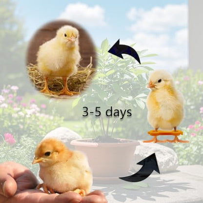 15pcs Baby Chicken Parrot Splay Leg Hobbles,Poultry Leg Bands for Newborn Spraddle Leg of Chick、Quails、Ducks、Bird Parrot of 1 to 3 Days Newly Hatched,3 Sizes