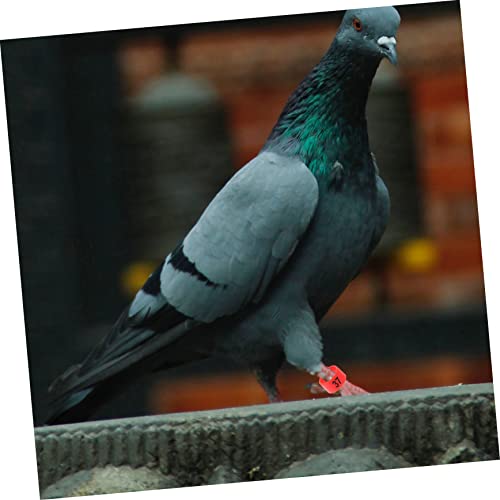 100pcs Bright Colors Meat Pigeon Anklet Pigeon Foot Rings Poultry Leg Bands Identification Ring for Birds Chicken Supplies