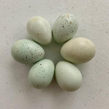 Celadon Coturnix Quail Fertile Hatching Egg Set - 6 Eggs - Shipped in Foam from Free Range Birds