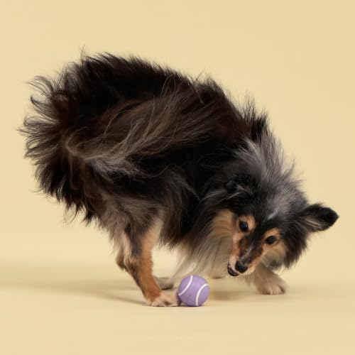 Playology Dog Toys | Squeaky Chew Ball for Dogs, Value 3-Pack | Lamb Scented Small Dog Balls | Bouncy Floating Chew Toys for Fetch - size: Small (VALUE 3-Pack), style: Lamb