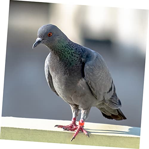 Homoyoyo 100pcs Identification for Pigeons Poultry Plastic Leg Bands for Birds Easy to Use Foot Clips for Marking Differentiating Breeds Mixed Colors