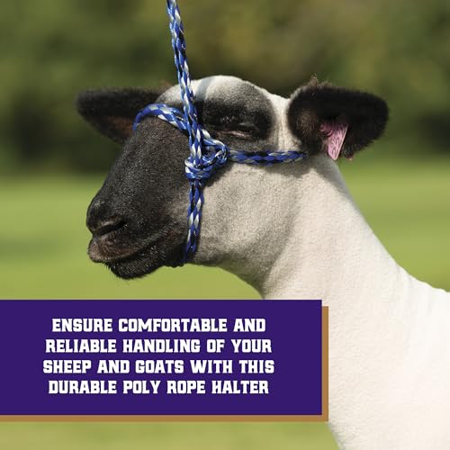 Weaver Livestock Poly Rope Sheep Halter, Modern Style Braid Sheep and Goat Rope Halter, Adjustable Lamb Halter Lead, Livestock Sheep Showing Supplies - color: Blue