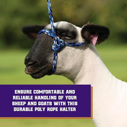 Weaver Livestock Poly Rope Sheep Halter, Modern Style Braid Sheep and Goat Rope Halter, Adjustable Lamb Halter Lead, Livestock Sheep Showing Supplies - color: Blue