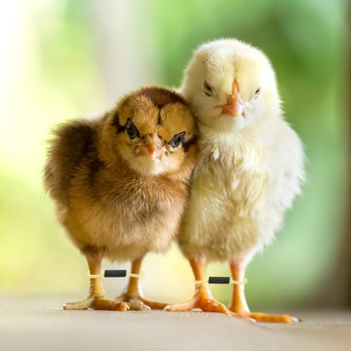 M METERXITY 50-Pack Adjustable Chick Leg Bands, 1.38" x 0.2" Polyester Chicken Leg Brace for Chicks/Ducks/Birds [Light Yellow] Poultry Leg Bands - color: LightYellow