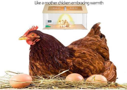 25~40 Newborns Chick Brooder Box Quail Cage Bird Playground Egg Incubator Chick Starter Kit