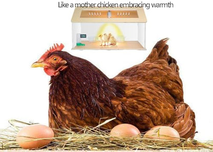 25~40 Newborns Chick Brooder Box Quail Cage Bird Playground Egg Incubator Chick Starter Kit
