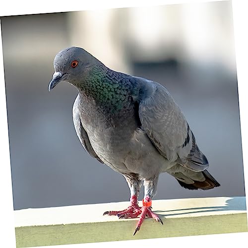 Mikikit 100pcs Pigeon Identification Leg Bands Plastic Foot Rings for Pigeons and Chickens Color-Coded Marking Rings for Easy Identification