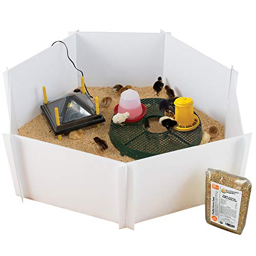 Premier 1 Chick Heating Plate Brooder Kit | Includes: 12" x 12" Plate with Adjustable Legs, Cover, 7 Reuseable Panels, Stand, 3 lb Feeder, Waterer, 10 lbs. Starter Feed | Warms Up to 24 Chicks