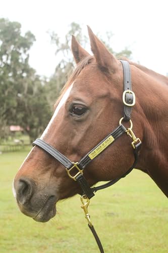 Tack Shack of Ocala Leather Halter for Horses with Customized Engraved Name Plate Option Halter for Horse | Brown/Brass, Black/Brass, Black/Chrome Options - size: Weanling/Small Pony