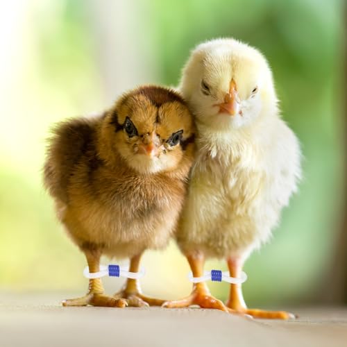 M METERXITY 50-Pack Adjustable Chick Leg Bands, 0.79" x 0.2" Silicone Chicken Leg Brace for Chicks/Ducks/Birds [Blue] Poultry Leg Bands - color: Blue