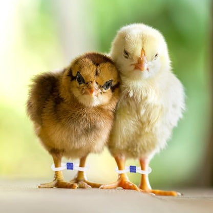 M METERXITY 50-Pack Adjustable Chick Leg Bands, 0.79" x 0.2" Silicone Chicken Leg Brace for Chicks/Ducks/Birds [Blue] Poultry Leg Bands - color: Blue