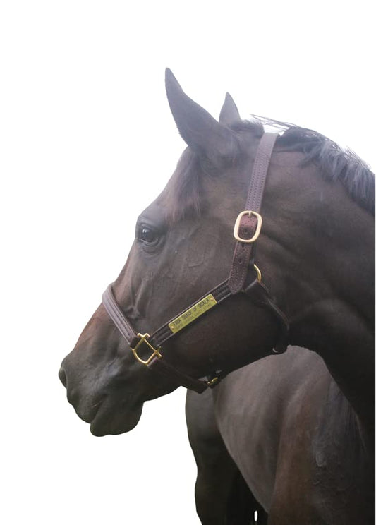 Tack Shack of Ocala Leather Track Halter with Customized Engraved Name Plate Option Halter for Horse, Leather Halter, Leather Halter for Horses, Halters for Horses, Halters - size: Horse