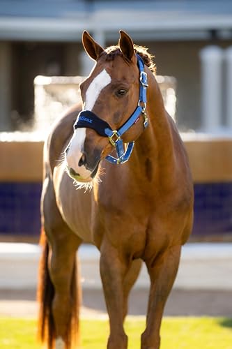 LeMieux Vogue Fleece Headcollar - Halter & Leadrope - Extra Padding, Adjustable at Curb and Poll Strap - color: Benetton Blue, size: Pony