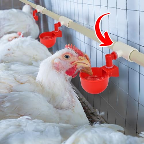 (12 Pack) Chicken Waterer PVC Tee Fittings For Threaded Poultry Watering Cups - Schedule 40 PVC 1/2 inch Slip X 1/2 inch Slip X 1/8 inch FPT