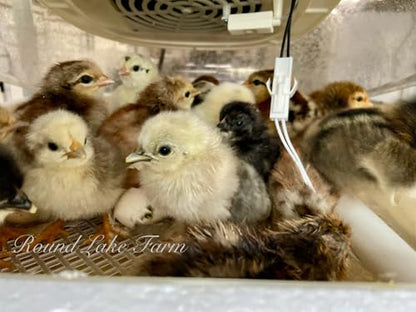 12 Barnyard Mix Chicken Fertile Hatching Eggs - Shipped in Foam from Free Range Birds