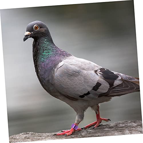 Happyyami 18pcs Bird Leg Bands Pigeon Foot Bands Aluminum Material Bright Identification Rings for Pigeons Birds Random Color