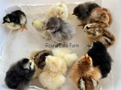 12 Barnyard Mix Chicken Fertile Hatching Eggs - Shipped in Foam from Free Range Birds
