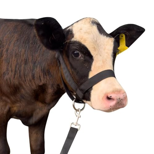 Cow Halter Cattle Halters Calf Halter with Leading Rope，Adjustable Nylon Livestock Cattle Halter，for Miniature Horse Donkey Goat Foal (Black, Large) - color: Black, size: Large