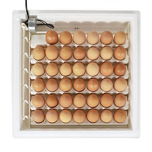 Farm Innovators Automatic Egg Turner, 41 Spot Chicken Egg Turning Tray with Thermometer for Improved Hatching Rate - Compatible with Select Incubators - size: Pack of 1