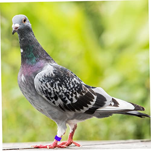 Happyyami 300pcs Blank Chicken Leg Bands for Birds Poultry Clip Leg Rings Easy Identification for Chicks Ducks and Pigeons Multi for Marking and Managing Your Birds