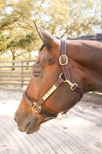 Tack Shack of Ocala Leather Halter for Horses with Customized Engraved Name Plate Option Halter for Horse | Brown/Brass, Black/Brass, Black/Chrome Options - size: Spring Yearling/Medium Pony