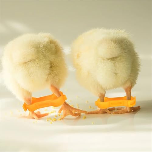 Chicken Leg Bands 60 Pcs Chick Leg Correction Brace PVC Adjustable Splay Support for Chicks Healthy Growth Reusable Poultry Care