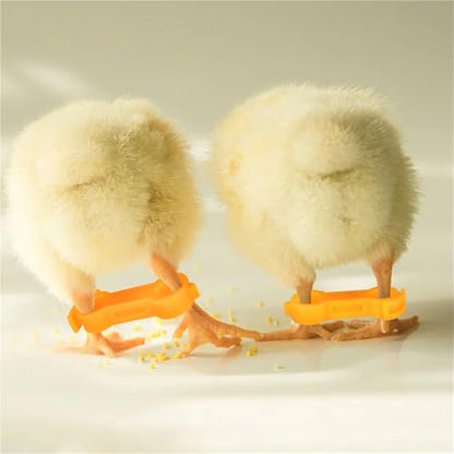 Chicken Leg Bands 60 Pcs Chick Leg Correction Brace PVC Adjustable Splay Support for Chicks Healthy Growth Reusable Poultry Care