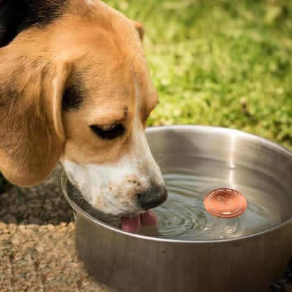 Copper Waterer Cleaning Disc, All Season Livestock Water Purifier Tray Keeps Water Clean for Poultry, Dogs & Cattle - size: horse