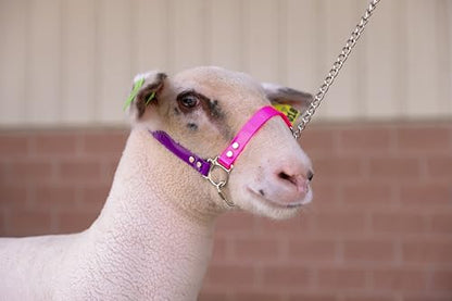 SULLIVAN'S Next Level Sheep & Goat Halter (Purple/Pink) - color: Purple/Pink