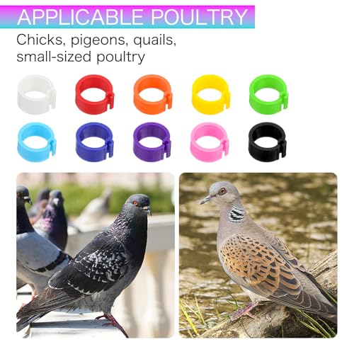 ElevateTech 200PCS 8mm Coturnix Quail Leg Bands Chicken Identification Band Bands Chicken Leg Band Rings Clip-On Round Tags Poultry IdentificationBand
