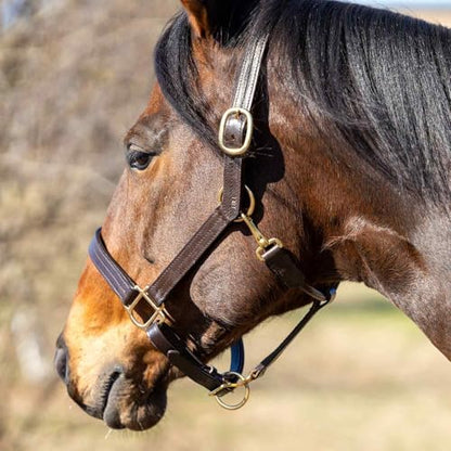 Jeffers Versailles Triple Stitched Leather Horse Halter with Double Buckle Crown & Throat Snap, Adjustable Premium Leather - size: Cob