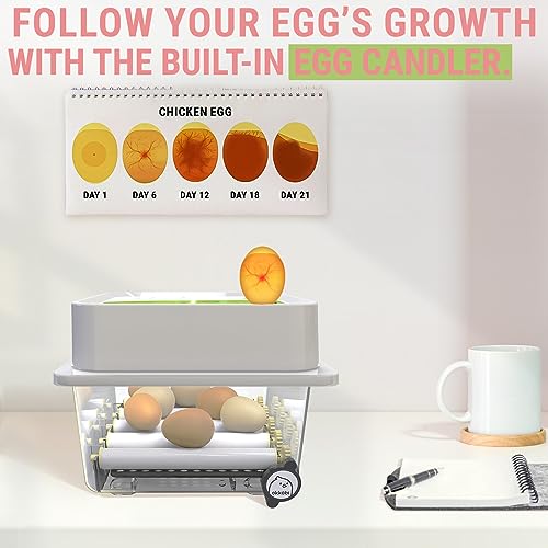 OBI-12 Egg Incubator for Hatching Chickens, Ducks & Other Birds + New 2024 + Automatic Egg Turner + Temperature Control + Humidity Display + Integrated Egg Candler + 5 Year Assurance