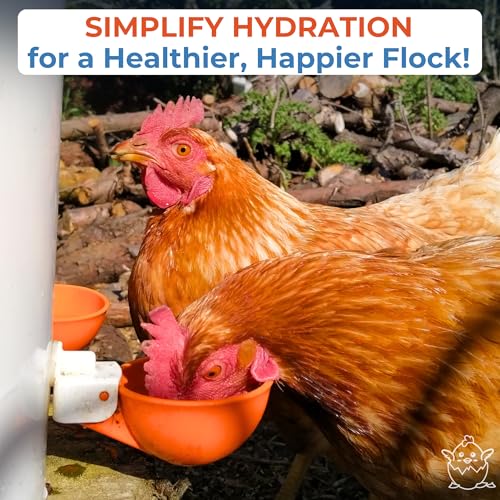 Lil'Clucker Large Automatic Chicken Waterer Cups | Chicken Water Feeder Suitable for Chicks, Duck, Goose, Turkey and Bunny | Poultry Water Feeder Kit (Orange, 5-Pack) - size: 5-Pack