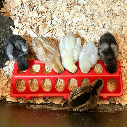 2 Pack Chick Feeder Waterer 16 Holes Chicken Feeder No Waste Poultry Feeder