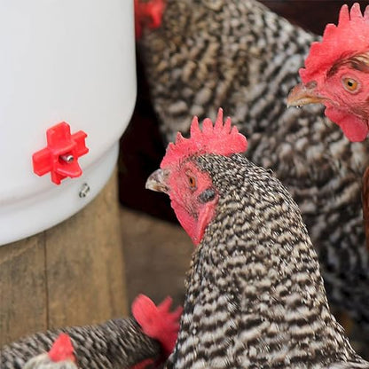 Farm Innovators 2 Pack Heated Chicken Waterer, Poultry Drinker Bucket, 2 Gallon - color: 2 Gallon, size: 2 Pack