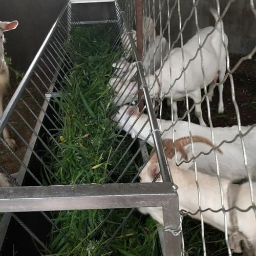 99 Gallons Goat Hay Feeder, 35.4'' Height Hay Rack for Goat, Galvanized Steel Durable Frame Construction Hay Rack, Smooth Edges and Easy Clean Design Goat Feeder, Easy Assembly for Sheep Pens