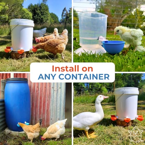 Lil'Clucker Large Automatic Chicken Waterer Cups | Chicken Water Feeder Suitable for Chicks, Duck, Goose, Turkey and Bunny | Poultry Water Feeder Kit (Orange, 8-Pack) - size: 8-Pack
