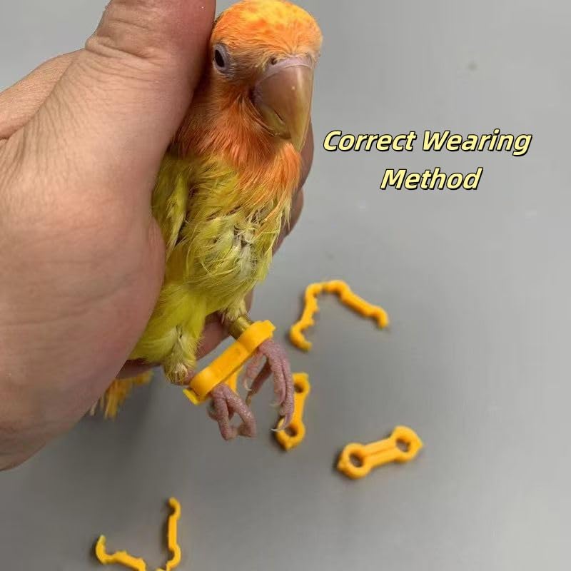 15 Pieces of Baby Chicken Parrot Character Poultry Leg Belts, Newborn Chicks, Quails, Ducks, 1 to 3 Days Newly Hatched Bird Parrot Leg Belts, 3 Sizes