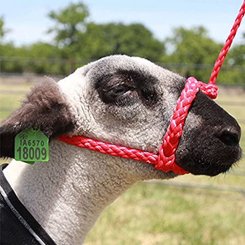 Sullivan's Soft Braid Sheep & Goat Halter - color: Red