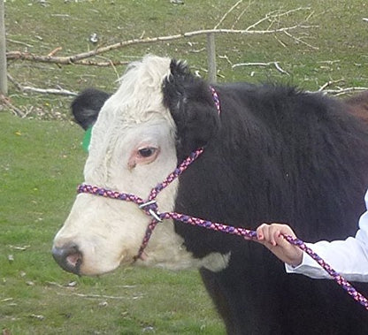 New Style Rope Cattle Halter, Easily Adjustable for Calf, Cow, Steer, Bull, Black/Red - color: Black-Red Checkered