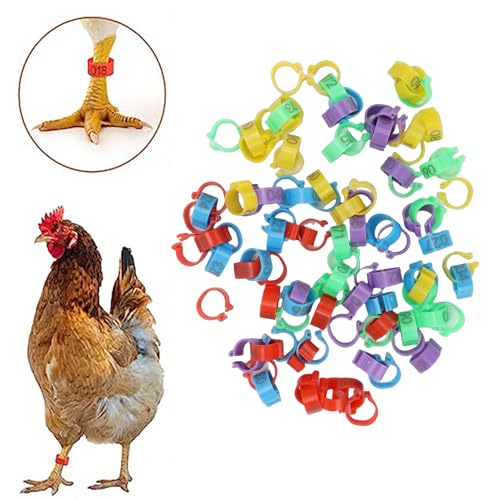 100pcs Chicken Ankle Bands, Multicolor Poultry Leg ID Clips Numbered Chick Identification for Farm Breeding Durable Plastic