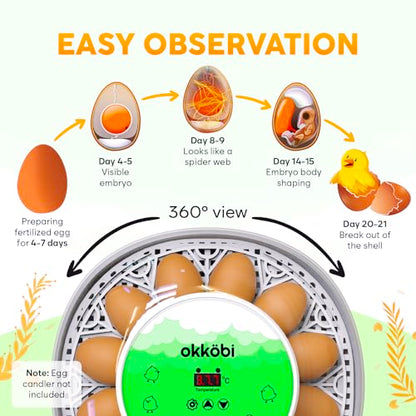 Okkobi M12 Egg Incubator with Automatic Turner and Humidity Control - 12/24 Eggs, 360° View, Easy to Use and Clean - Incubadora de Huevos de Gallina - Made for US - White & Green - color: Green