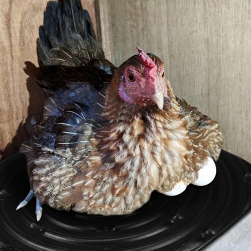 Toyvian Chicken Nesting Pads 4 Pack Washable Egg Laying Mats for Chicken Coop Soft Sponge Nest Box Liners Non Rolling Nest Pads for Poultry Care 12.00 X 12.00 X 0.39 in