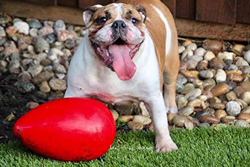Jolly Pets Jolly Egg Dog Toy, 12 Inches/Large, Red - color: Red, size: Large (12 in)