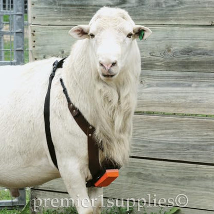Premier 1 EZ-Mark Harness Crayons for Sheep & Goat Marking Harness (Orange Crayon) - style: Orange Crayon
