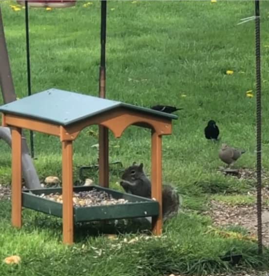 DutchCrafters Recycled Plastic Poly Large Covered Ground Fly Through Raised Platform Bird Feeder with Mesh Seed Tray - USA Amish Made (Milwaukee Brown) - color: Milwaukee Brown