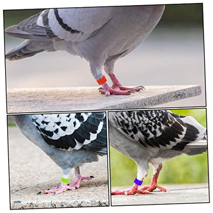 FOMIYES 900pcs Mixed Color Poultry Foot for Birds Chickens and Pigeons Lightweight Leg Bands for Easy Identification and Management