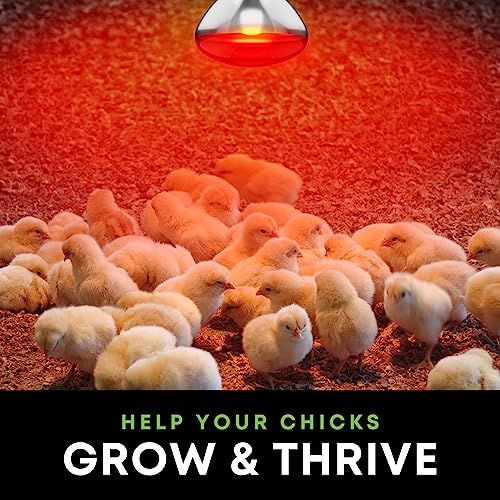 KOR 250 Watt R40 Incandescent Light Bulbs (2-Pack) - Bathroom Infrared Heat Lamp for Chickens Puppies Reptiles Livestock Poultry, Sauna Red Light Therapy Bulb - 2,000 Hour Rated, E26 Base, 120V - color: Red